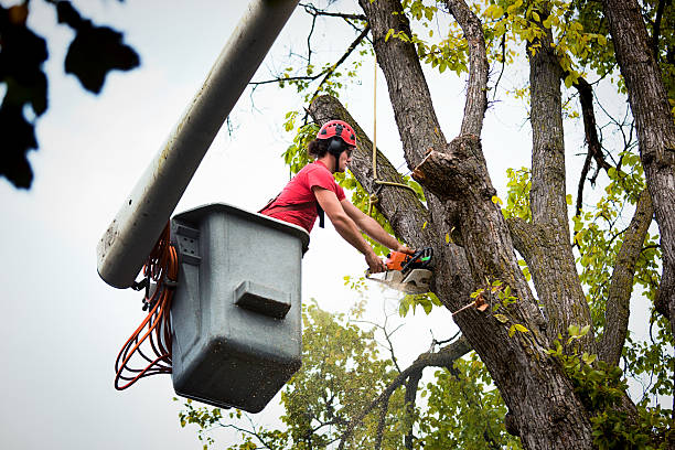 Best Tree Cabling and Bracing  in Vassar College, NY